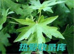 开窍避秽良药：中医药中的开窍之方 (开窍辟秽的中草药有哪些?)