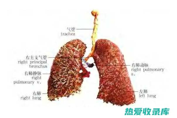 调理肺部的中药是饭前喝还是饭后喝