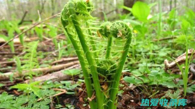 刺脚芽含有丰富的苦味素和挥发油，具有清热解毒、消炎止痛的功效。(刺脚芽含有丰胸产品吗)