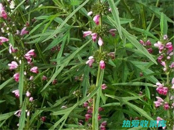 茺蔚子：功效与其他中药相似的药材 (茺蔚子功效作用与主治)