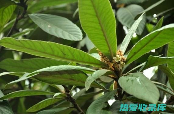 枇杷叶：来源与功效 (枇杷叶来源于哪科植物)