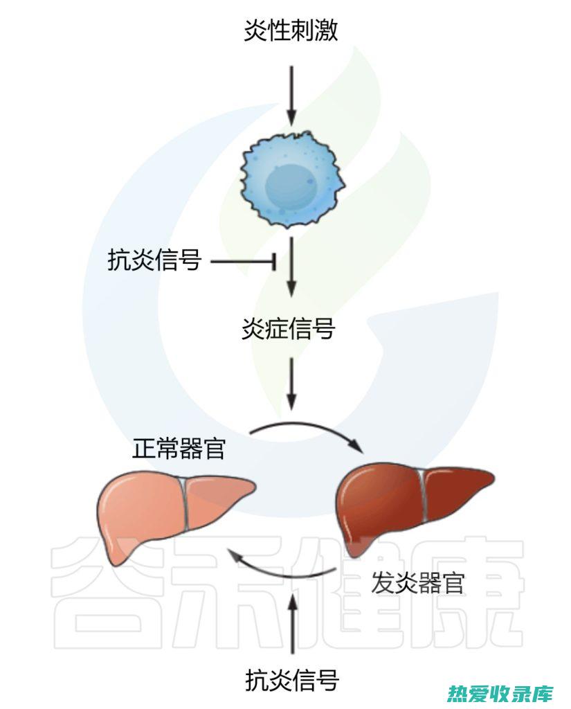 减少炎症：合欢花中含有的化合物具有抗炎作用，这有助于抑制对免疫细胞有害的炎症。(减弱炎症)