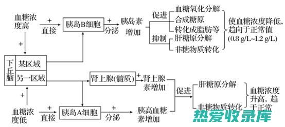 调节血糖平衡