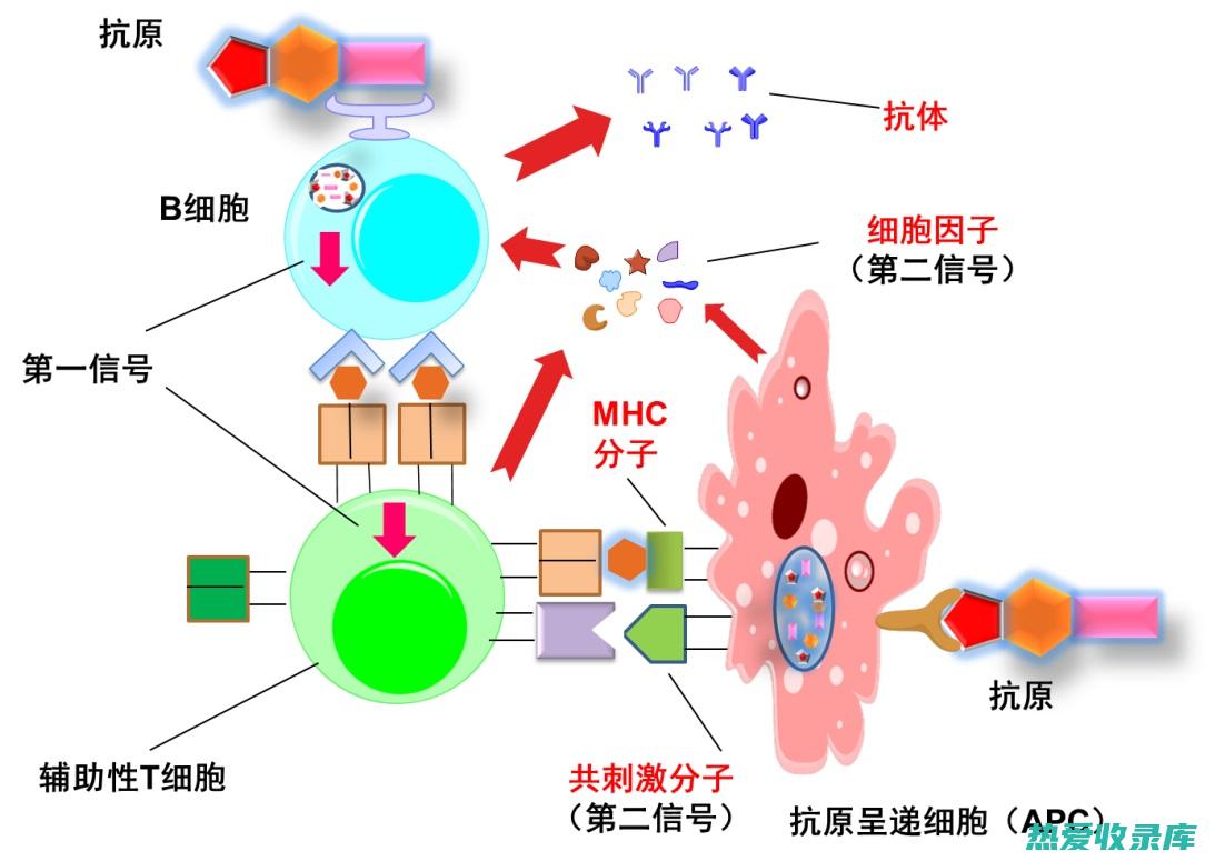 调节免疫力：白冦中的多糖成分可以增强机体免疫力，提高抗病能力，预防感冒、流感等疾病。(调节免疫力的药物有哪些)