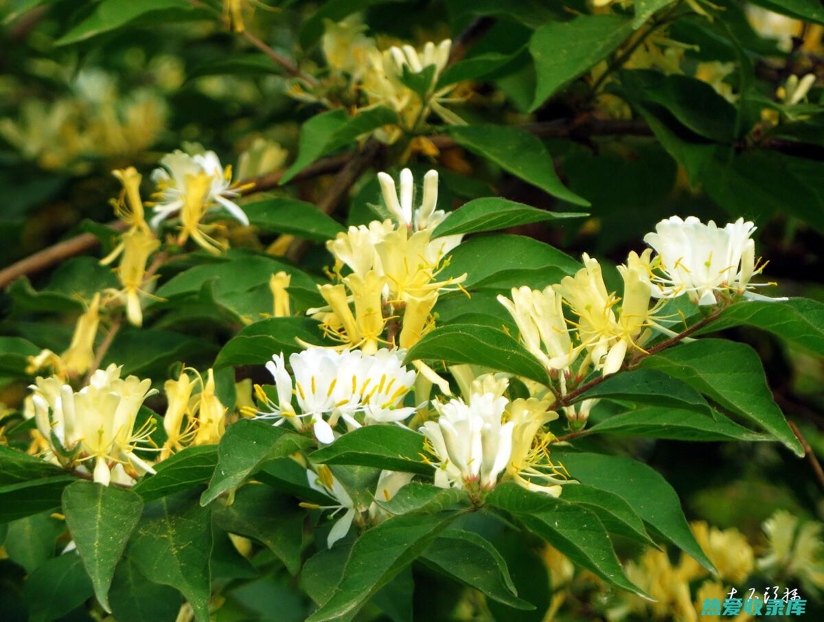 虎杖金银花的联和功效 (虎杖金银花的功效)