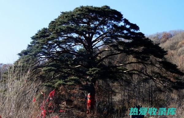 九节木：神奇的多效植物，揭开其功效与作用 (九节木的功效与作用)