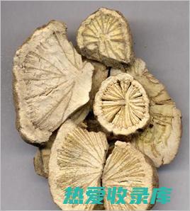 狗功效与作用的功效与作用及禁忌症