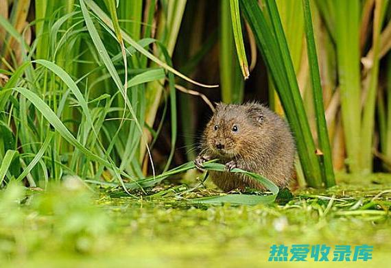 地老鼠研究对药物发现和生物医学领域的功效 (地老鼠的危害)