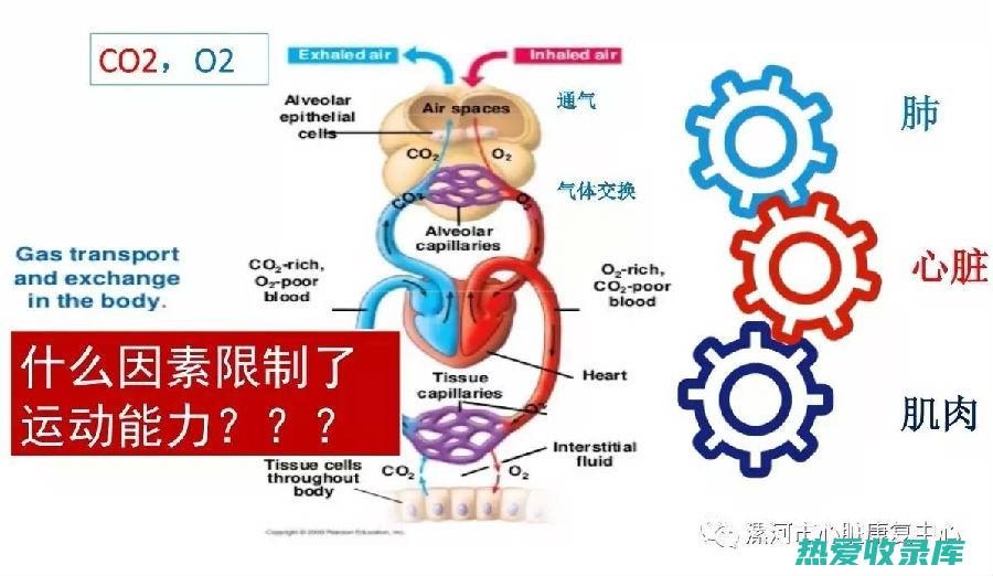 调节呼吸：肺经调节呼吸的频率和深度，保证机体正常的氧气供应。(调节呼吸的办法)