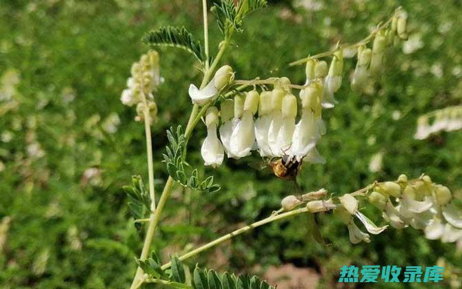 黄芪是一种补气的中药，具有增强免疫力、抗疲劳等功效。(黄芪是一种补气的药)