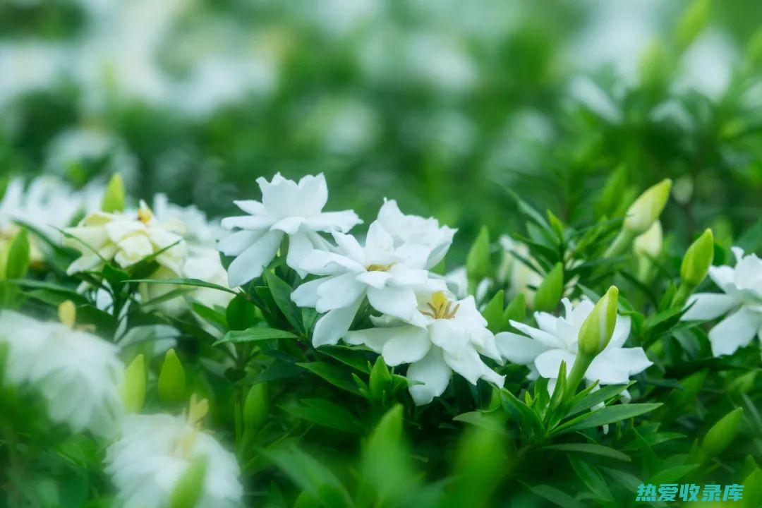 中药栀子花和甘草的功效