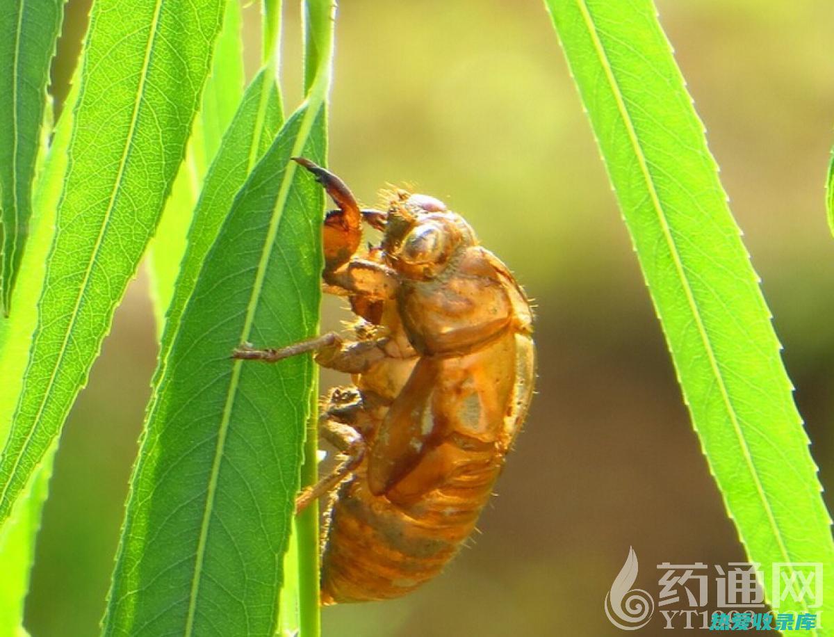 蝉蜕的功效与作用：治疗发热、烦渴、遗精、腰膝酸软 (蝉蜕的功效与作用及禁忌、副作用)