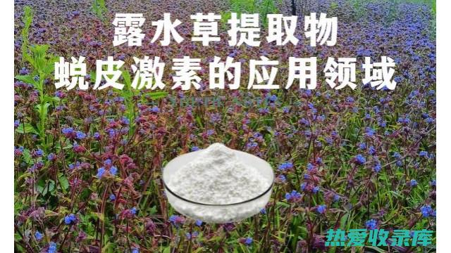 露水草根的非凡功效：从治疗伤口到增强免疫力 (露水草根的食用方法)