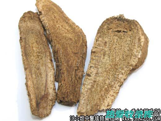 木香中药的用途和功效：深入了解其愈合特性 (木香中药的用量多少克)