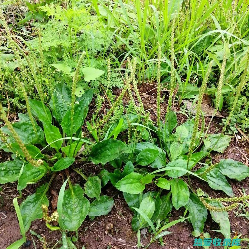 草药车前草的功效 (草药车前草的功效与作用)