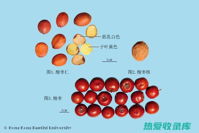 配伍酸枣仁、百合、莲子等，可增强安神助眠的作用。(酸枣仁 配伍)