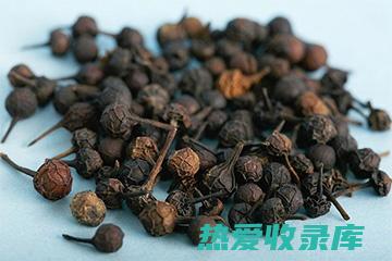 中药荜澄茄