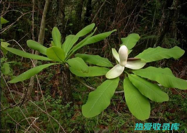 厚朴花：功效与作用 (厚朴花功效与作用主要治什么病)