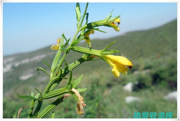 北刘寄奴：神奇草药，卓著功效 (北刘寄刘寄奴的作用与功效)