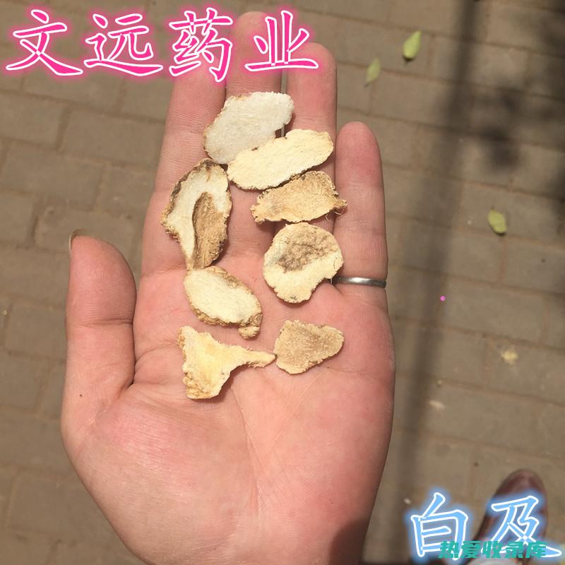 其他功效：白芷还具有其他一些治疗功效，包括： 抗氧化作用：白芷含有抗氧化剂，可以帮助保护细胞免受自由基的损伤。(白的功效是什么)