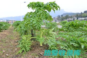 肺炎：白芷具有抗菌和抗炎作用，可以帮助治疗肺炎。