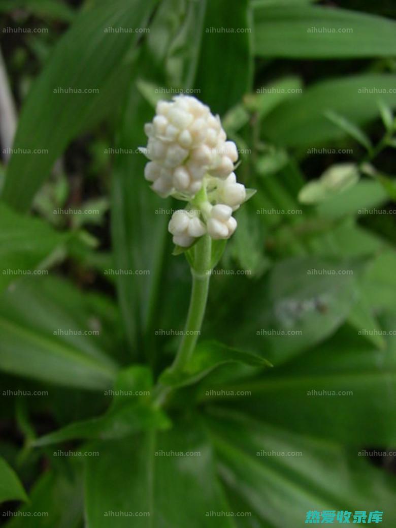 杜若的根茎含有什么