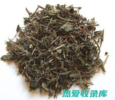 连钱草：从功效到应用的全面指南 (连钱草的作用)