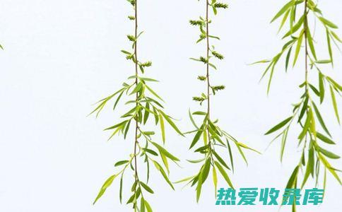 柳叶的功效与应用 (柳叶的功效与作用及食用方法、副作用与禁忌)