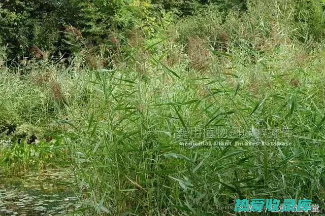 芦根与某些药物可能产生相互作用，服用时应咨询医生。(芦根与某些药材相克吗)