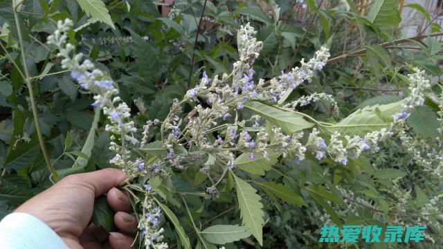 黄荆子的功效与作用 (黄荆子的功效作用与主治)