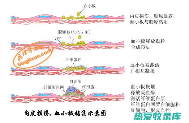 促进血小板聚集和凝血(促进血小板聚集的物质)