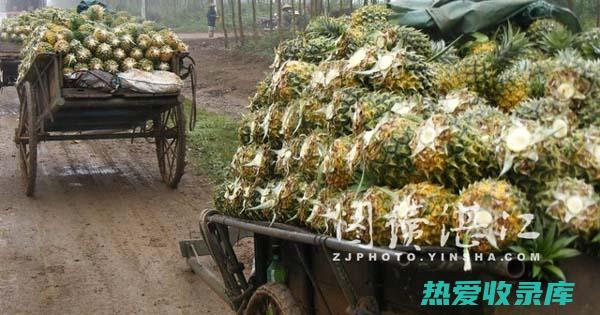 菠萝中草药功效 (菠萝中草药功效作用)