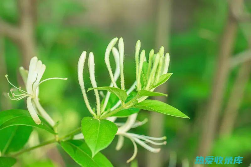 清热解毒：花舌草中的挥发油具有清热解毒的功效，可用于治疗感冒、发烧等热性疾病。(清热解毒花茶有哪些)