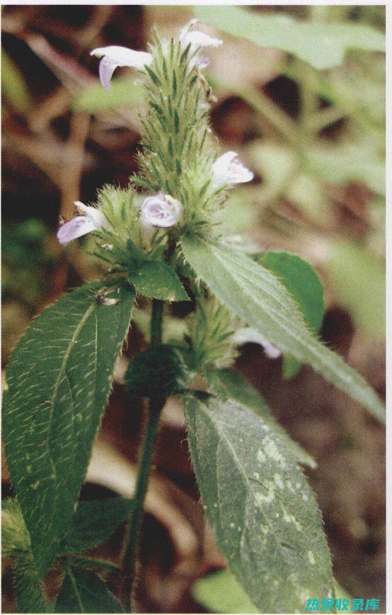 爵床的功效与作用：深入了解这种神奇植物 (爵床的功效与作用及禁忌)