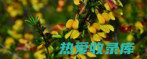 金雀花的健康益处：从抗炎到抗焦虑 (金雀花介绍)