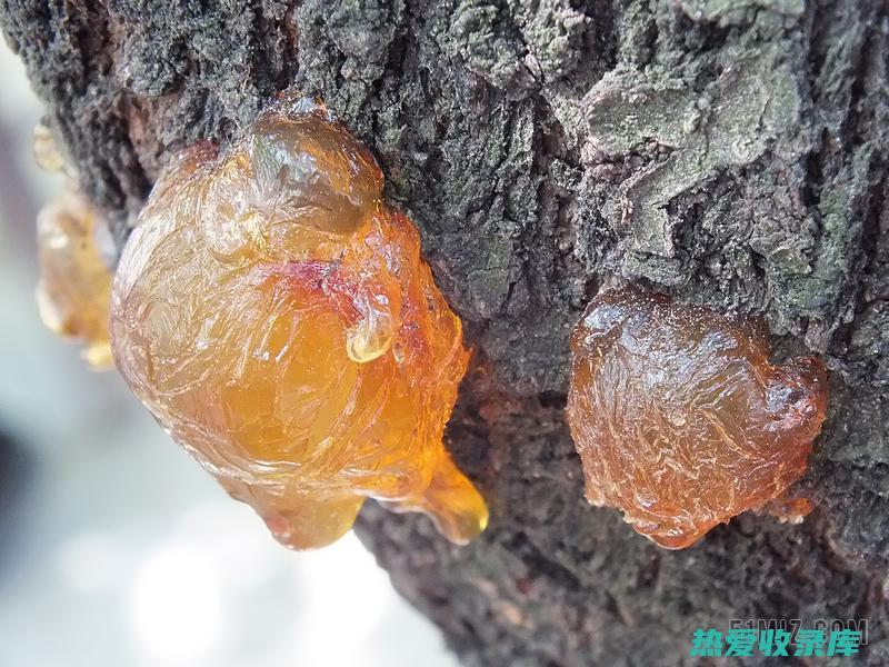 树脂：富含松香酸、阿比乙酸和香松醇等成分。(树脂是松树油吗)