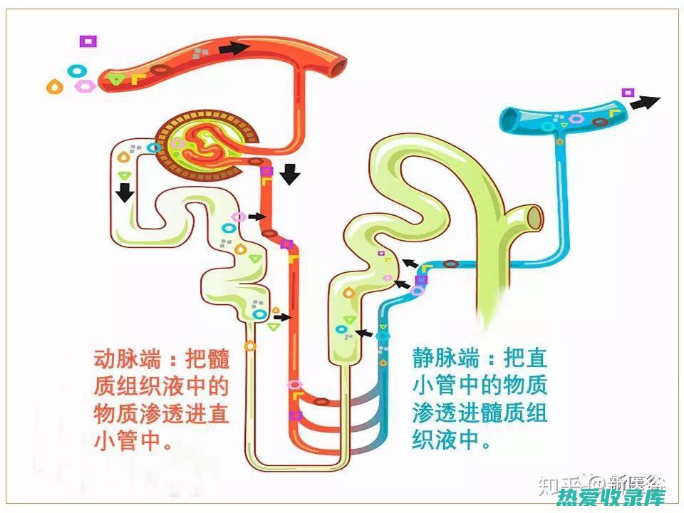 利尿作用：意志仁提取物能促进尿液生成，发挥利尿作用(利尿的作用机制是什么)