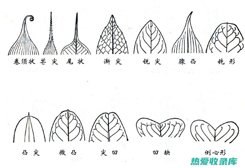 叶对生、线状披针形(叶对生叶互生)