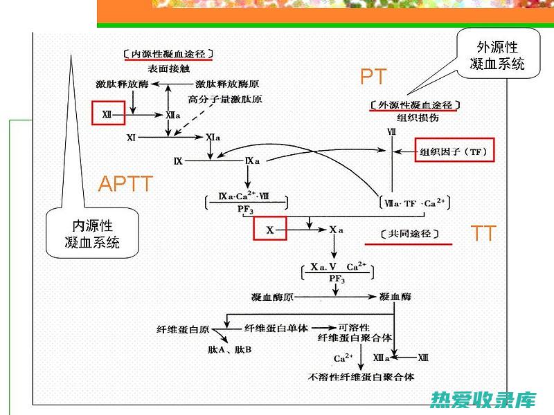 抗凝血剂：树菠萝根可能会增强抗凝血剂的作用，增加出血风险。(抗凝血药剂)