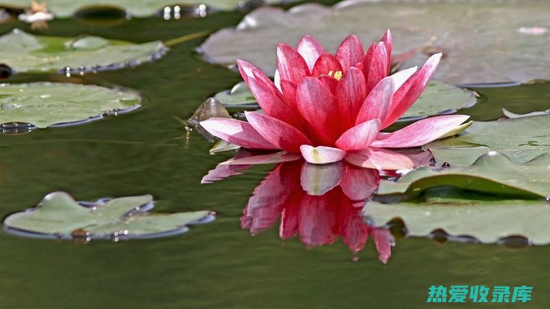 将莲花花瓣添加到沐浴水中：将莲花花瓣添加到沐浴水中可以营造一种放松和洁净的体验，有助于缓解压力和焦虑。(将莲花花瓣添满的句子)