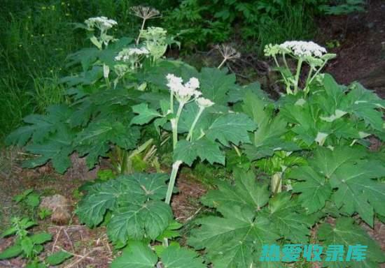 白芷功效与作用：中药药性功效全解 (白芷功效与作用与主治与用量)