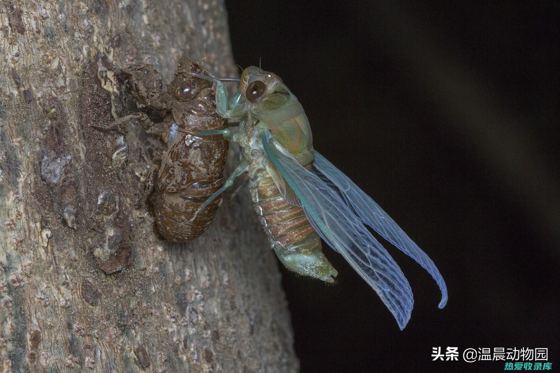 中药守宫的功效与作用 (中药守宫的功效与作用及副作用)