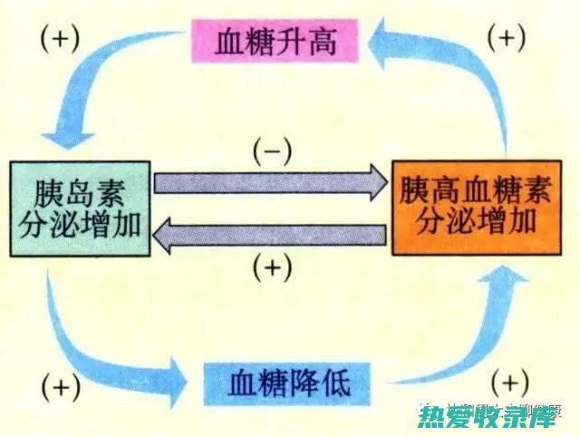 调节血糖：野芝麻籽中的纤维可以帮助减缓葡萄糖吸收，从而调节血糖水平。(调节血糖的中草药有哪些)