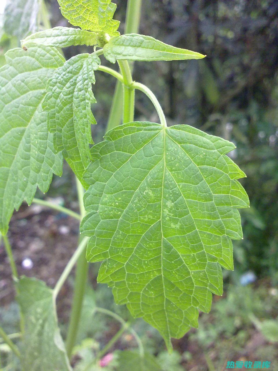 新鲜藿香叶的功效：天然草药的健康益处 (新鲜藿香叶的吃法)