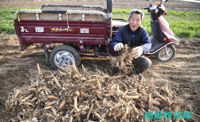 中药地衣：功效、应用和对人体的潜在益处 (地衣 中药)