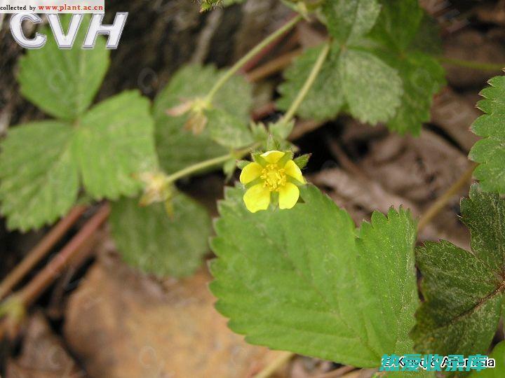 地蜂子性寒，脾胃虚寒者慎用。(地蜂子中药名)