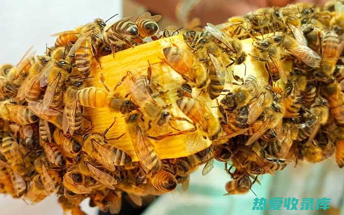 服用地蜂子期间，禁食辛辣刺激性食物。(中草药地蜂子的功效)