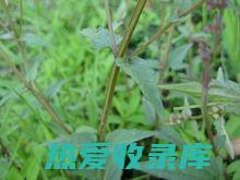 四方枝草的功效概述 (四方枝草的功效)