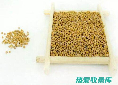 白芥子的作用与功效：探索自然疗法的惊人益处 (白芥子的作用与功效)