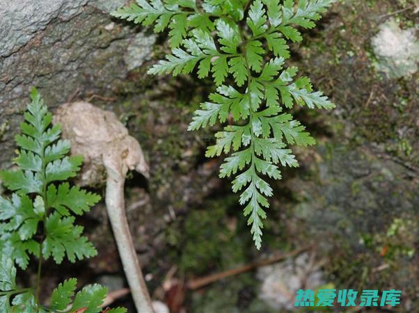 补肾强骨：补肾强骨的药物可以滋补肾气，强健筋骨，增强关节的稳定性。(补肾强骨的食物)